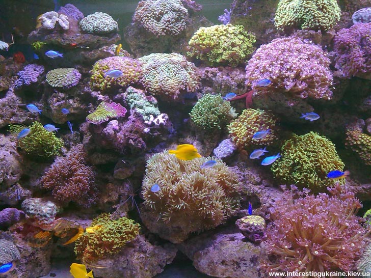 Океанаріум Київ