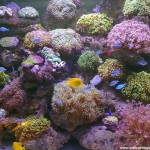 Океанаріум Київ